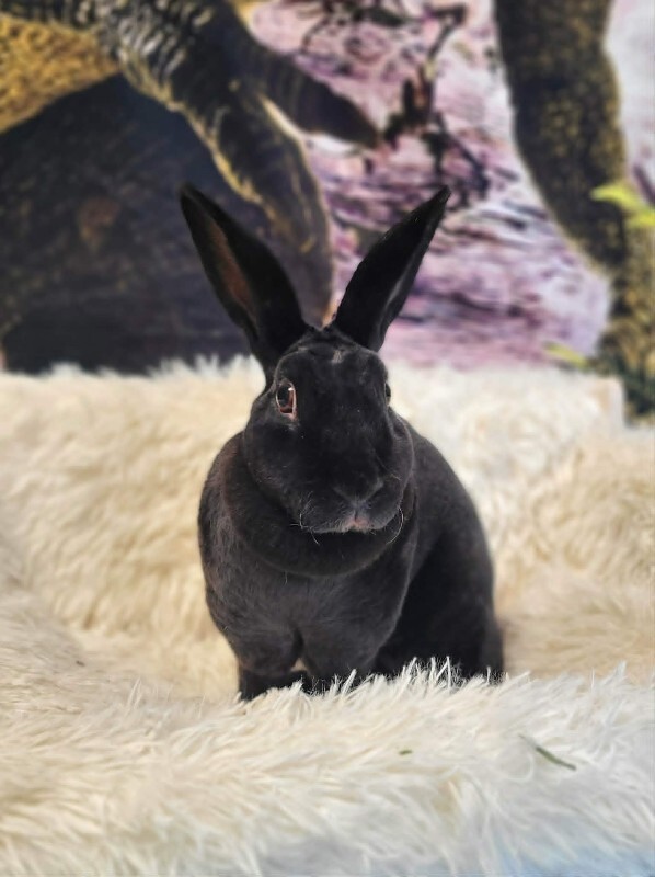 Picture of the Animal Listed